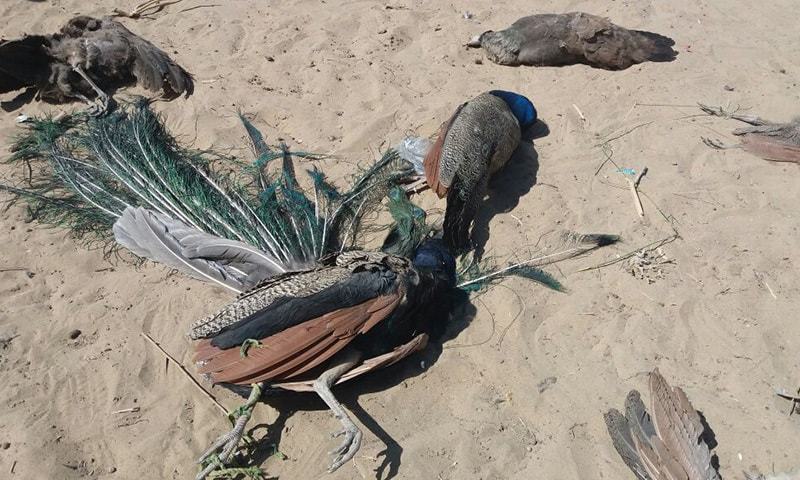 peacock in thar Pakistan